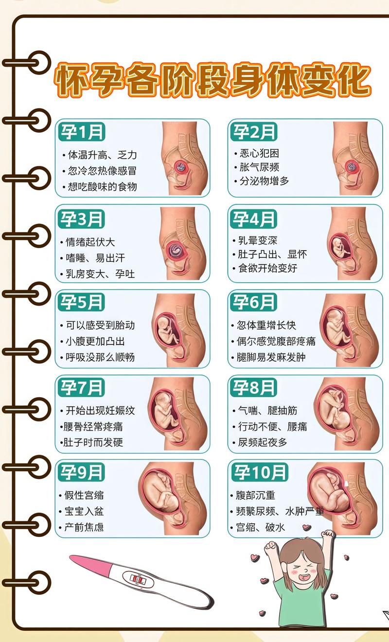 揭秘供卵代孕妈妈怀孕小腹分两节，孕期变化的奥秘大庆代生机构:
